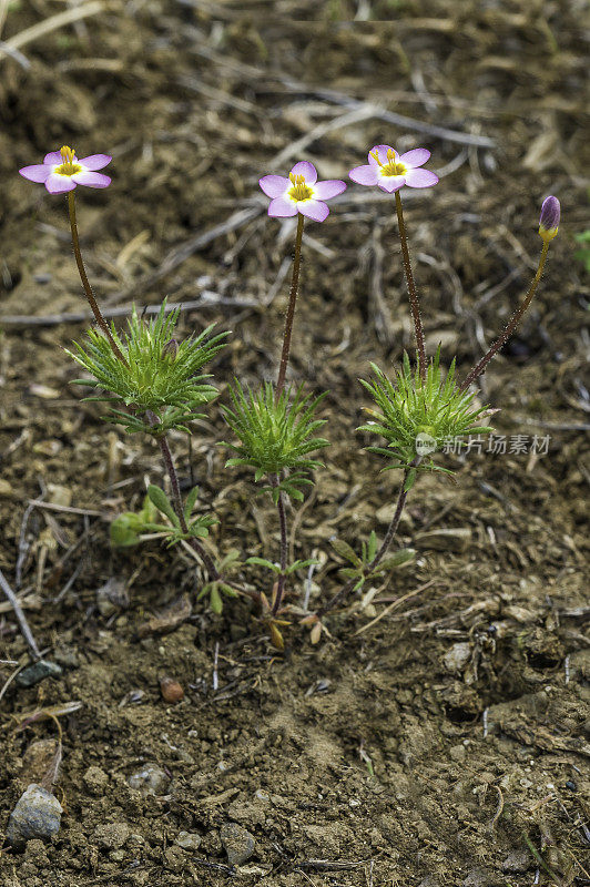 Leptosiphon parviflorus (syn. Linanthus parviflorus)是夹竹桃科的一种开花植物，俗称变莲花。Pepperwood保护区。